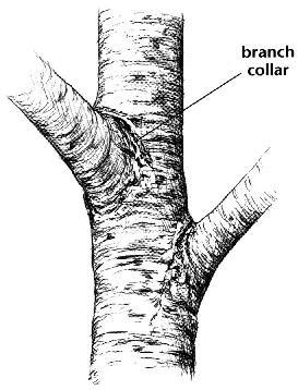 The Branch Collar The branch collar is evident on many species of tree, some more than