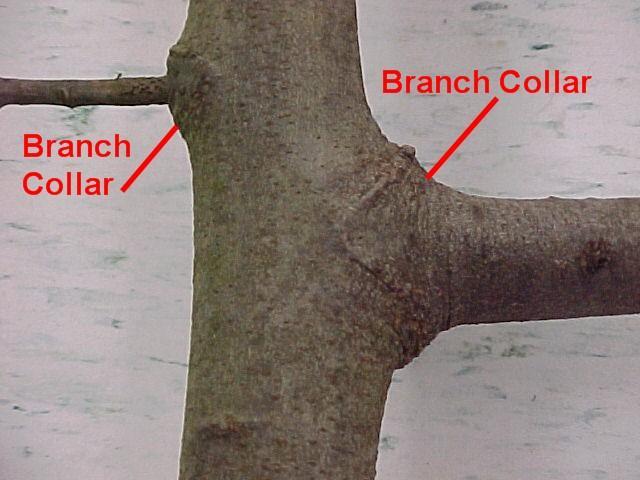 It is the base of the branch where the natural branch taper begins to flare out as it