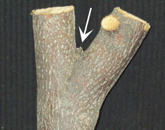 As this internal branch tissue forms, the bark is forced upward to form a