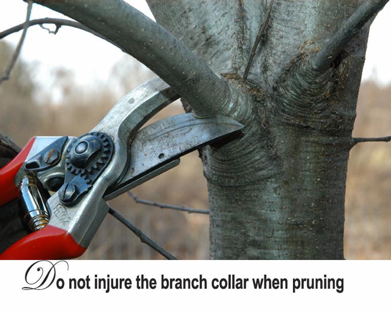 accumulate a branch bark ridge.