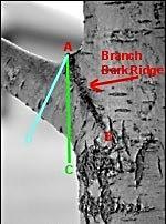 A Natural Target Cut Some trees make it a little harder on us to find the branch collar and the target cut, but for them there is another rule of thumb generalization developed by Dr. Alex Shigo.
