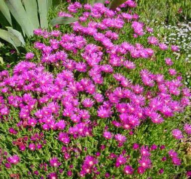 Hardy Ice Plant Delosperma cooperi 6 Bloom