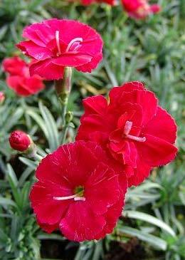 Frosty Fire Dianthus Dianthus x Frosty Fire 6 12-15 Bloom Color: Cherry