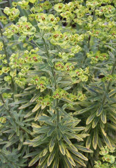 Euphorbia Ascot Rainbow Bloom Time: Late spring -