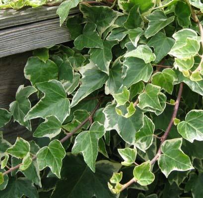 Variegated English Ivy Hedera helix Variegata 5 + Lovely foliage with creamy