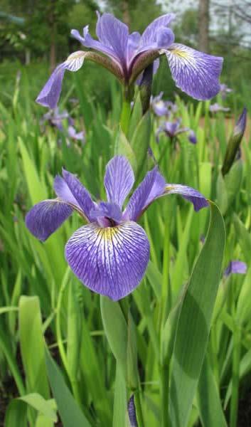 Southern Blue Flag Iris virginica Native