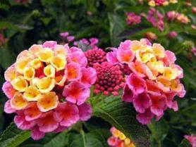 Color: Pink and Yellow Bloom