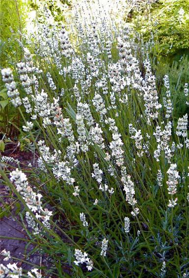 Provence White Flower Lavender Lavandula x intermedia 1-2 Soil: Very Well Drained Bloom
