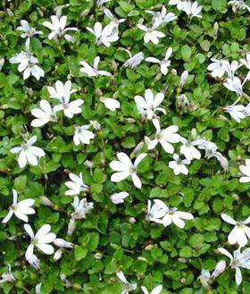 Laurentia White Star Creeper Laurentia fluviatilis 1 4 Soil: Moist Bloom Color: White Bloom Time: