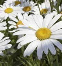 White Bloom Time: Spring Summer