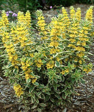 Lysimachia Alexander 18-24 18 to 24 to moist Bloom Time: Summer Variegated leaves remain attractive all season