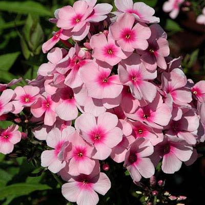 Bright Eyes Garden Phlox Phlox paniculata Bright Eyes Bloom Color: Pink Bloom Time: Summer