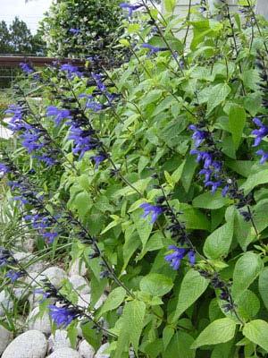 Black and Blue Anise Sage Salvia guaranitica Black and Blue 2-3 Bloom
