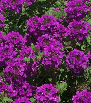 Homestead Purple Verbena Verbena