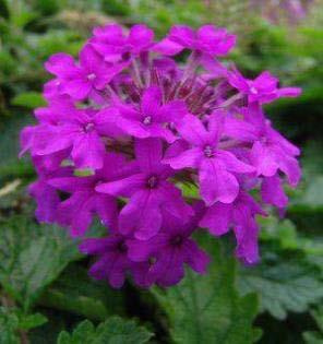Native 1 Bloom Color: Purple Bloom