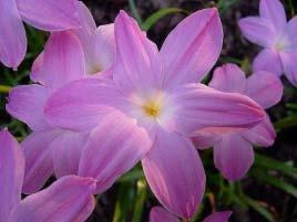 Lovely perennial lilies with pink or white blossoms