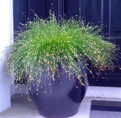 Fiber Optic Grass Isolepsis cernus Ornamental Rush
