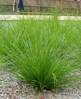 Breeze TM Grass Lomandra longifolia LM300