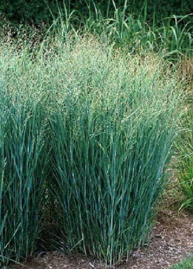 Heavy Metal Switchgrass Panicum virgatum 'Heavy Metal' Ornamental Grass Native 3-4 Soil: well