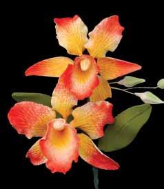 Orchids, Tropicals &