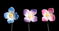 Hydrangea Masterpiece Blooms