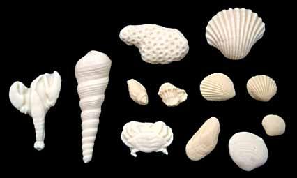 393029 shells - ivory 1/2-4