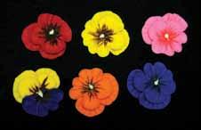 Royal Icing Flowers ROYAL PANSIES ALL EDIBLES ARE CERTIFIED KOSHER ROYAL WILD ROSE 410399 3/4 200/BOX 410400 1 3/4 72/BOX 410429 3/4 200/BOX 410430 1