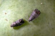 codling moth management in