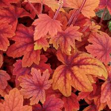 This compact variety grows best and has best color if planted in partial shade. (#4705) (Heucherella Pink Fizz PPAF) Ht.