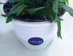 The cultivation pot has four holes on the bottom which ensure the pot is filled with water during ebb, and has saved