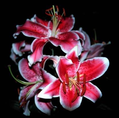 hybrid lily 'Sissi'.