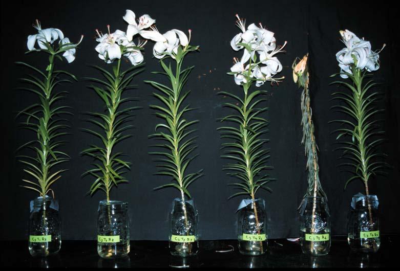Figure 3. The effects of the type and concentration of gibberellin pre-treatment on cut flower quality of Asiatic hybrid lily "Marseille'.