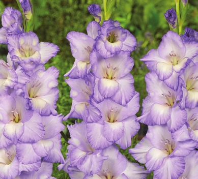 10 Blue Gladiolus for a total of 40 bulbs! Height ranges from 6-4 tall.