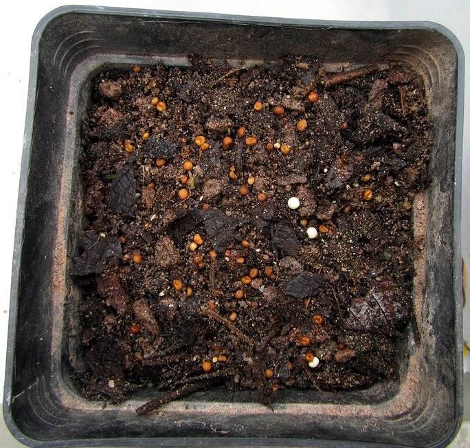 Eranthis seed sown The next decision to be made is do I sow the seed on the surface or at depth as I recommend for certain types of bulb seed?