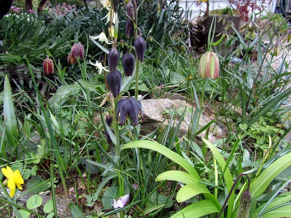 I have felt rather guilty that I have taken so many pictures of Fritillaria recently but not shown them in favour of