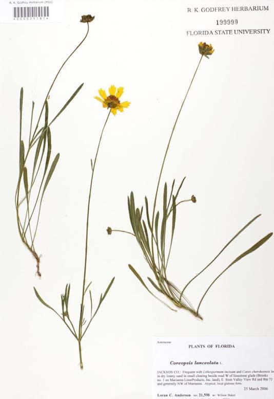 The United States Department of Agriculture, NRCS, lists a total of thirty-three species of the genus Coreopsis L. throughout the United States.