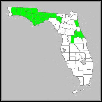 Species Distribution within Florida Lanceleaf Tickseed, an unreliable perennial wildflower, is *vouchered in approximately twenty counties in Florida, occurring primarily in the western