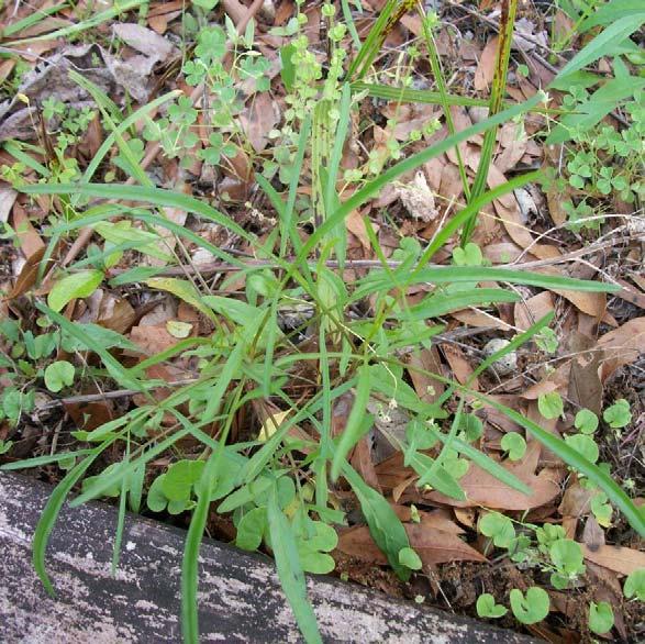 Plant Structure and Yearly Cycle In the Spring, Coreopsis lanceolata makes a subtle appearance, you have to look twice to catch the three to four inch, sometimes opposite, sometimes alternate