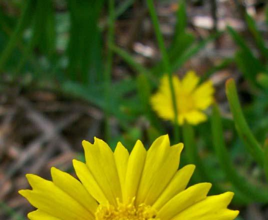 The bright yellow daisy-like flower