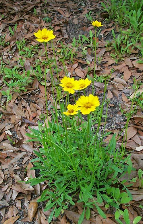 Pollinators and Wildlife Coreopsis lanceolata is a must for any butterfly garden.