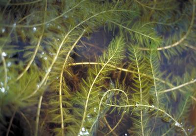 watermilfoil (Myriophyllum spicatum):