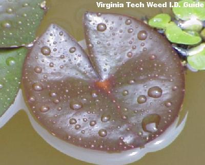 (Nymphaea odorata) Native; can grow