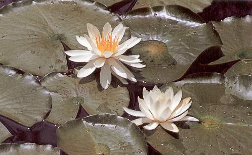 Floating Plants White water lily (Nymphaea