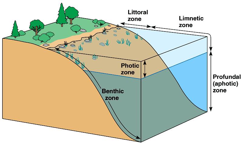 PART 1: Factors Contributing to Excessive Growth Shallow Depths The photic zone is the area of a water body where plants can photosynthesize.
