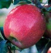 Gravenstein, Pears-
