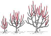 Fruit Tree Training & Pruning Young trees require little pruning Mature trees require moderate pruning