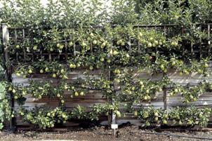 swell Summer pruning prune 2 3 times a growing yr (< 5