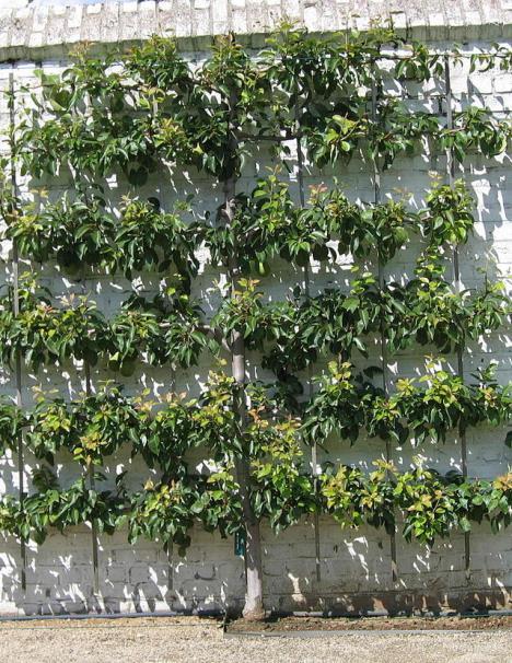 Locating the Trellis Avoid north-facing wall South-facing wall may increase heat in winter for citrus Can be grown on or near
