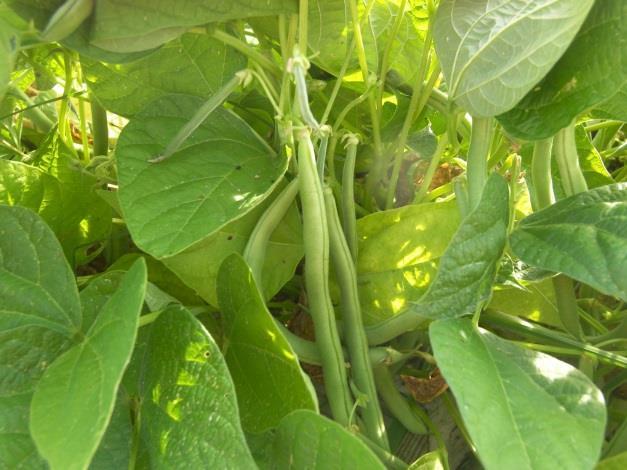 Bush Beans and Pole Beans Full sun Regular water and fertilizer Watch for caterpillars Quick to germinate Succession planting gives you a long season Be