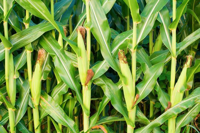 Corn Full Sun Heavy feeder Plant in blocks for pollination 3 rows at least Fertilize again Succession